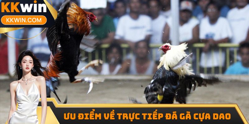 Ưu điểm về trực tiếp đá gà cựa dao